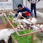 Goat Farming 