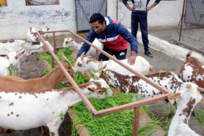 Goat Farming 