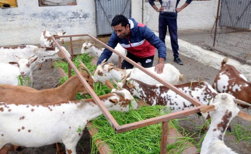 Goat Farming 