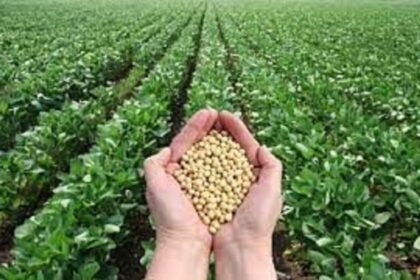 soybean crop